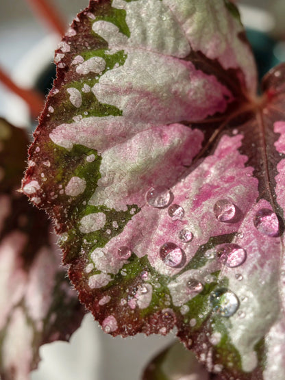Iron Cross Rex Begonia｜鐵十字秋海棠