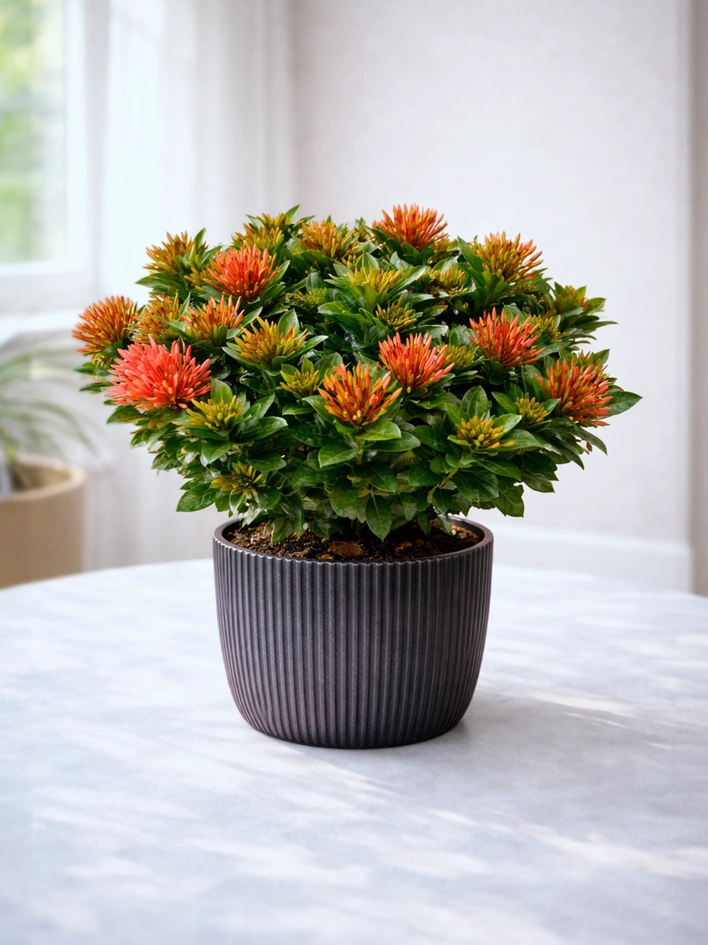 Ixora Coccinea | 龍船花