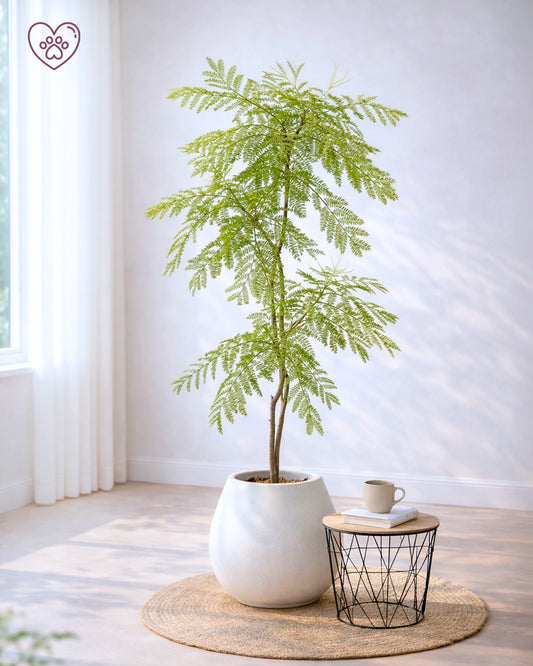 Jacaranda Tree | 藍花楹