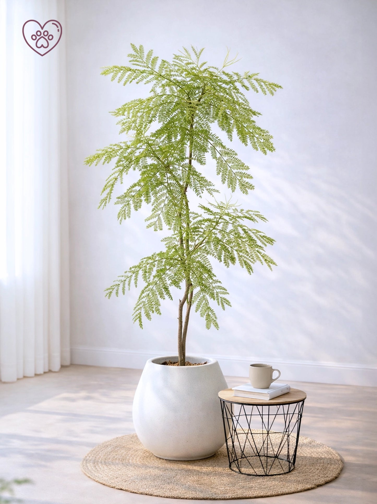 Jacaranda Tree | 藍花楹