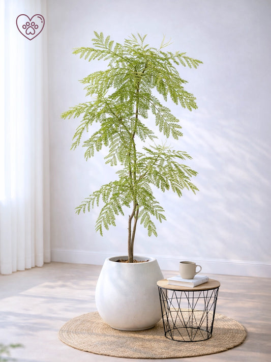 Jacaranda Tree | 藍花楹