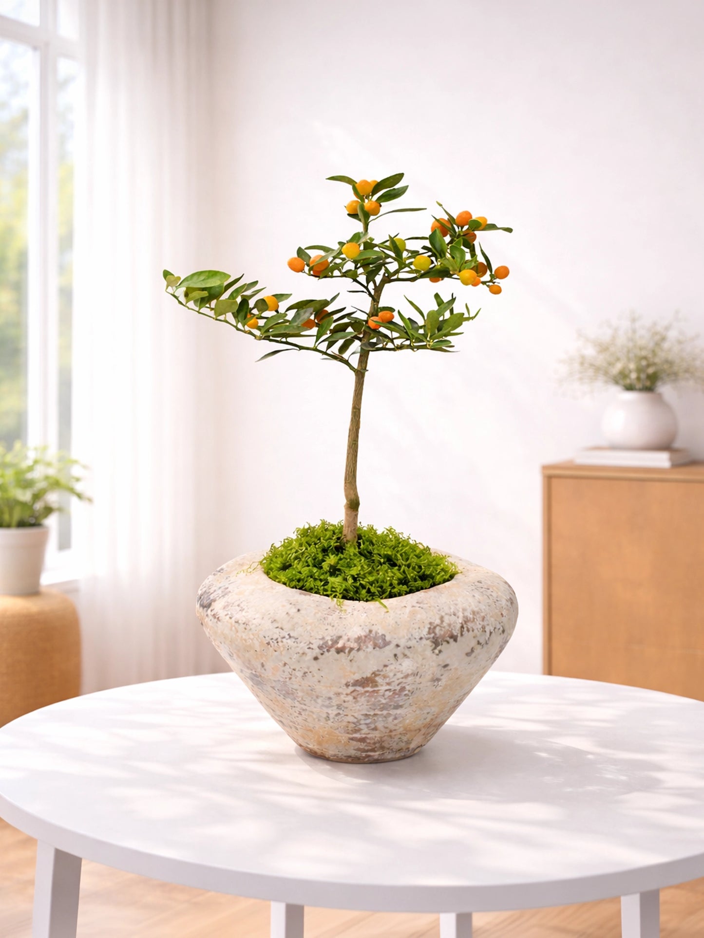 Kamquat Tree｜金豆樹