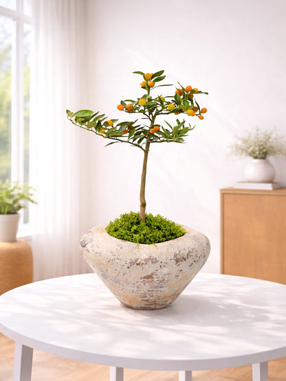 Kamquat Tree｜金豆樹