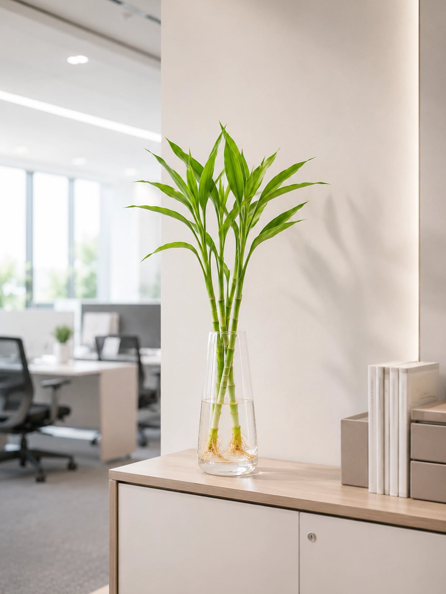 Lucky Bamboo