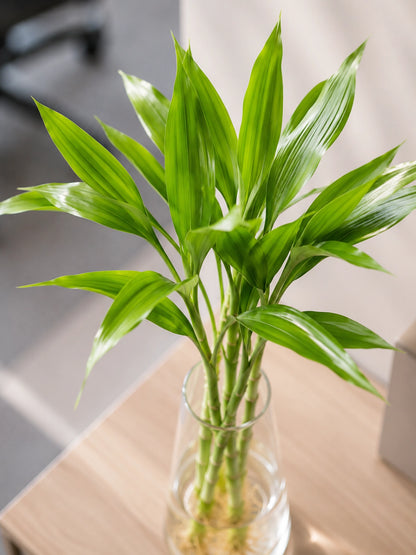 Lucky Bamboo