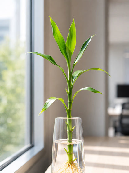 Lucky Bamboo