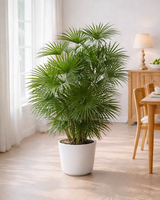 Lady Palm | 金山棕竹