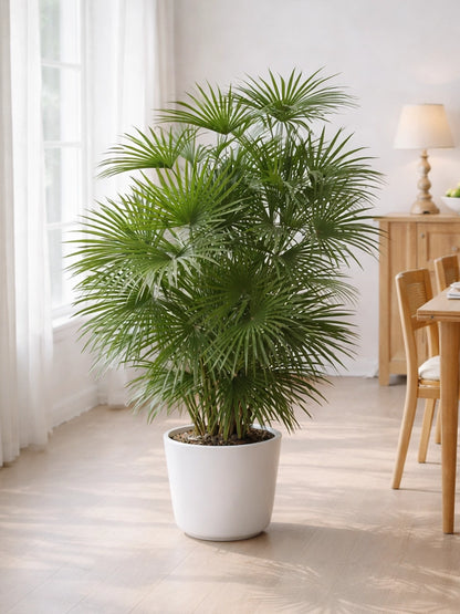 Lady Palm | 金山棕竹