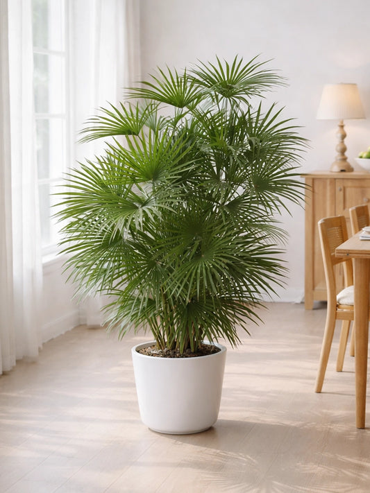 Lady Palm | 金山棕竹