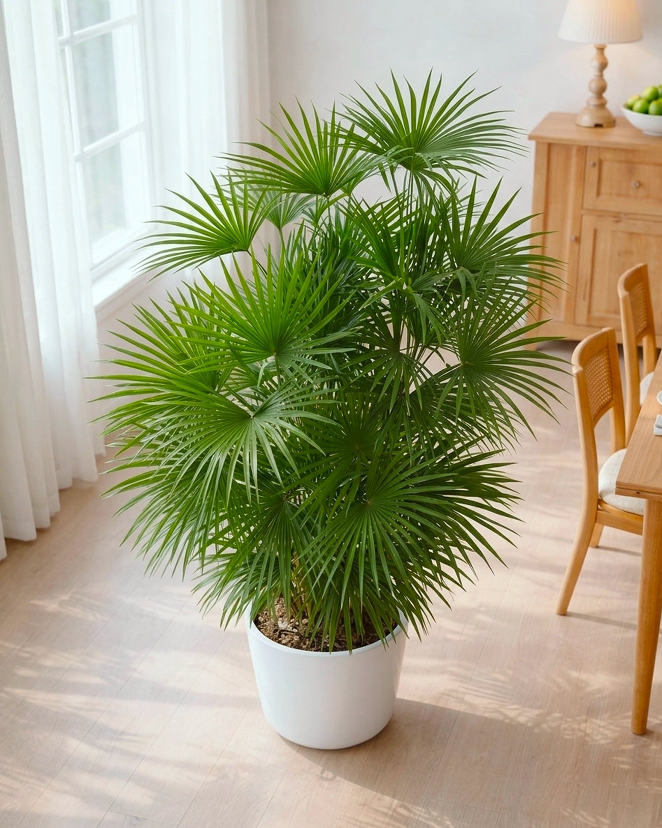 Lady Palm | 金山棕竹