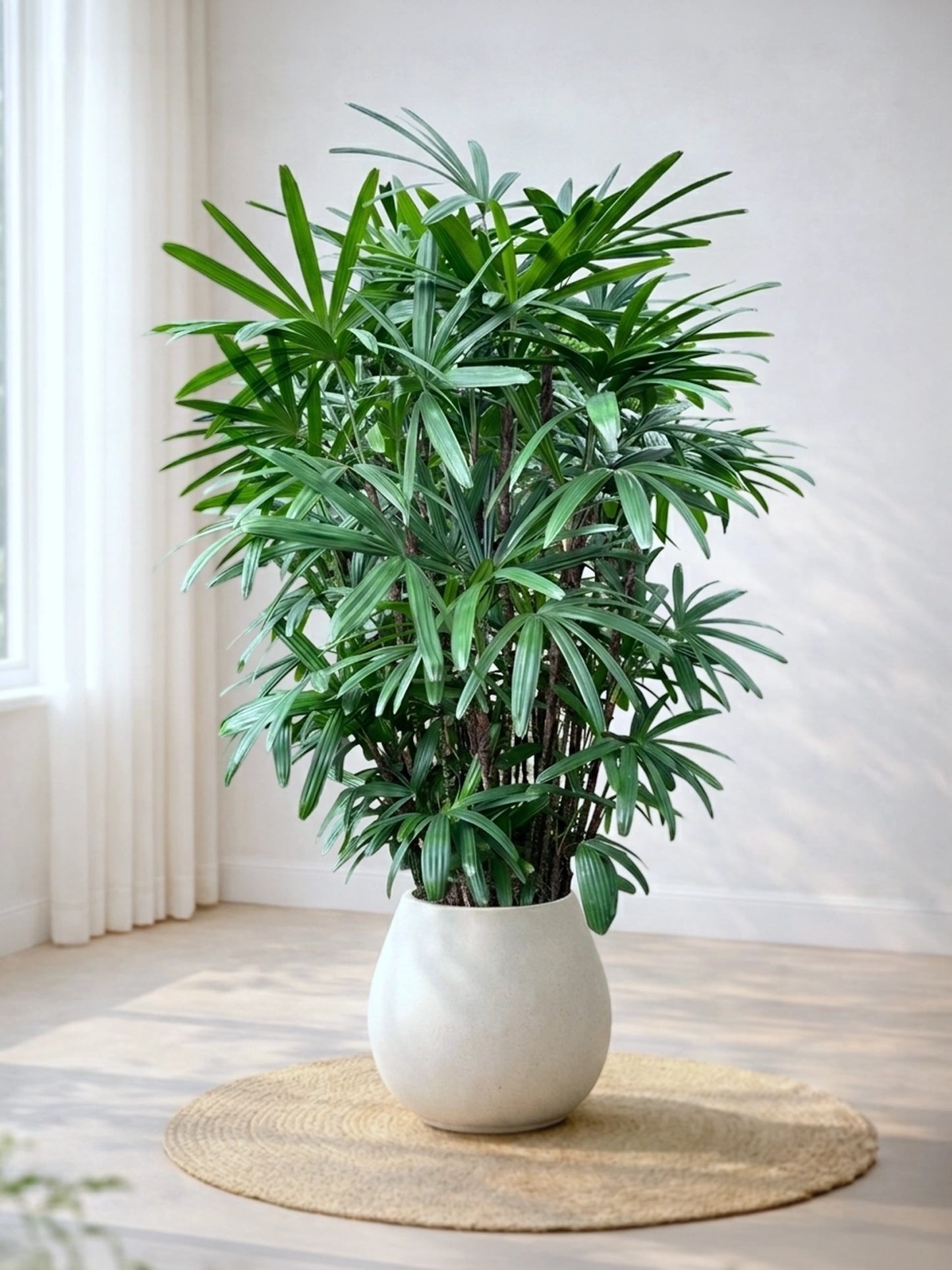 Lady Palm | 大葉棕竹