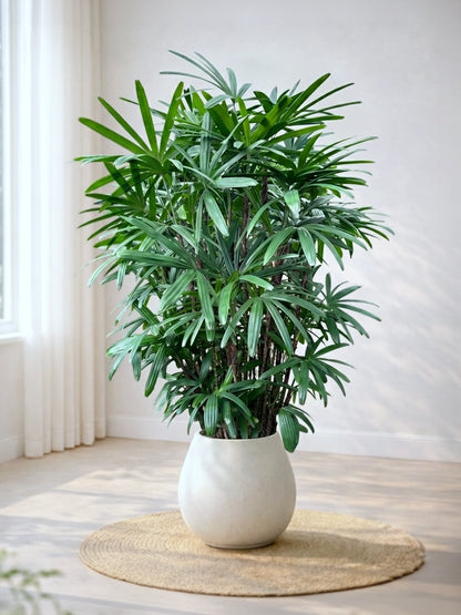 Lady Palm | 大葉棕竹
