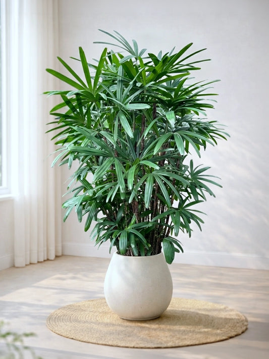 Lady Palm | 大葉棕竹