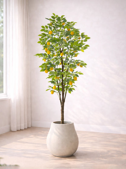 Lemon Tree | 檸檬樹