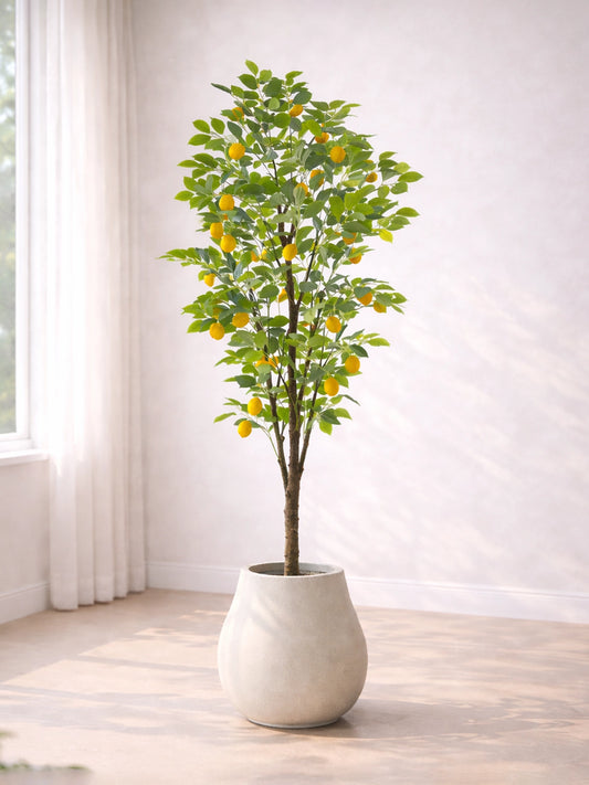 Lemon Tree | 檸檬樹