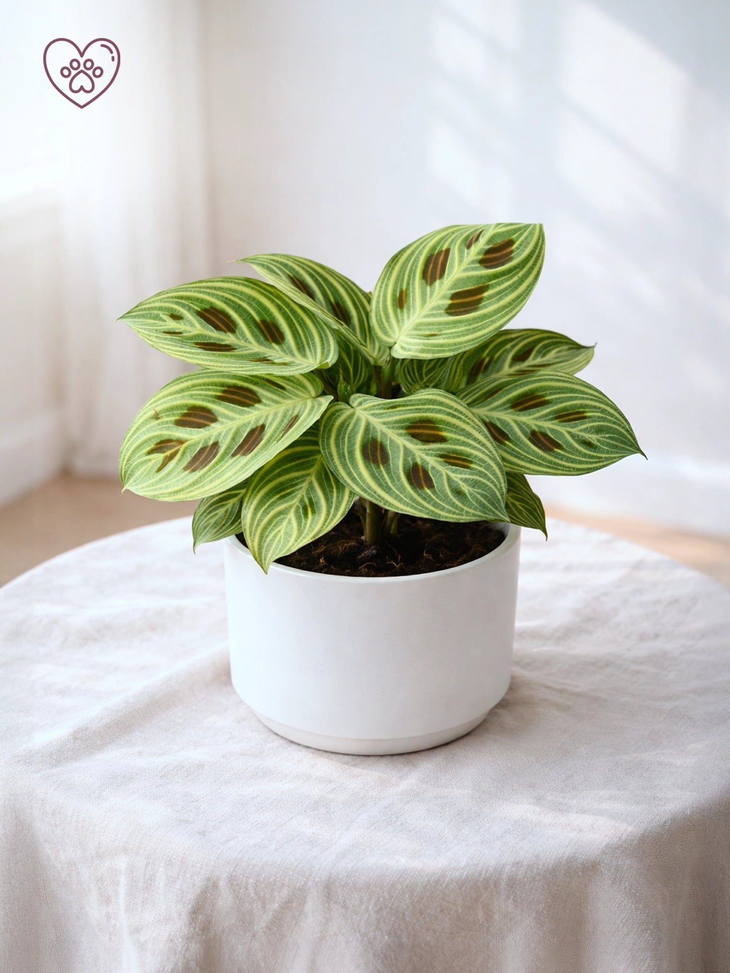Leopard Calathea | 豹紋竹芋