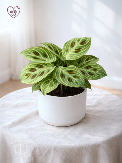 Leopard Calathea | 豹紋竹芋