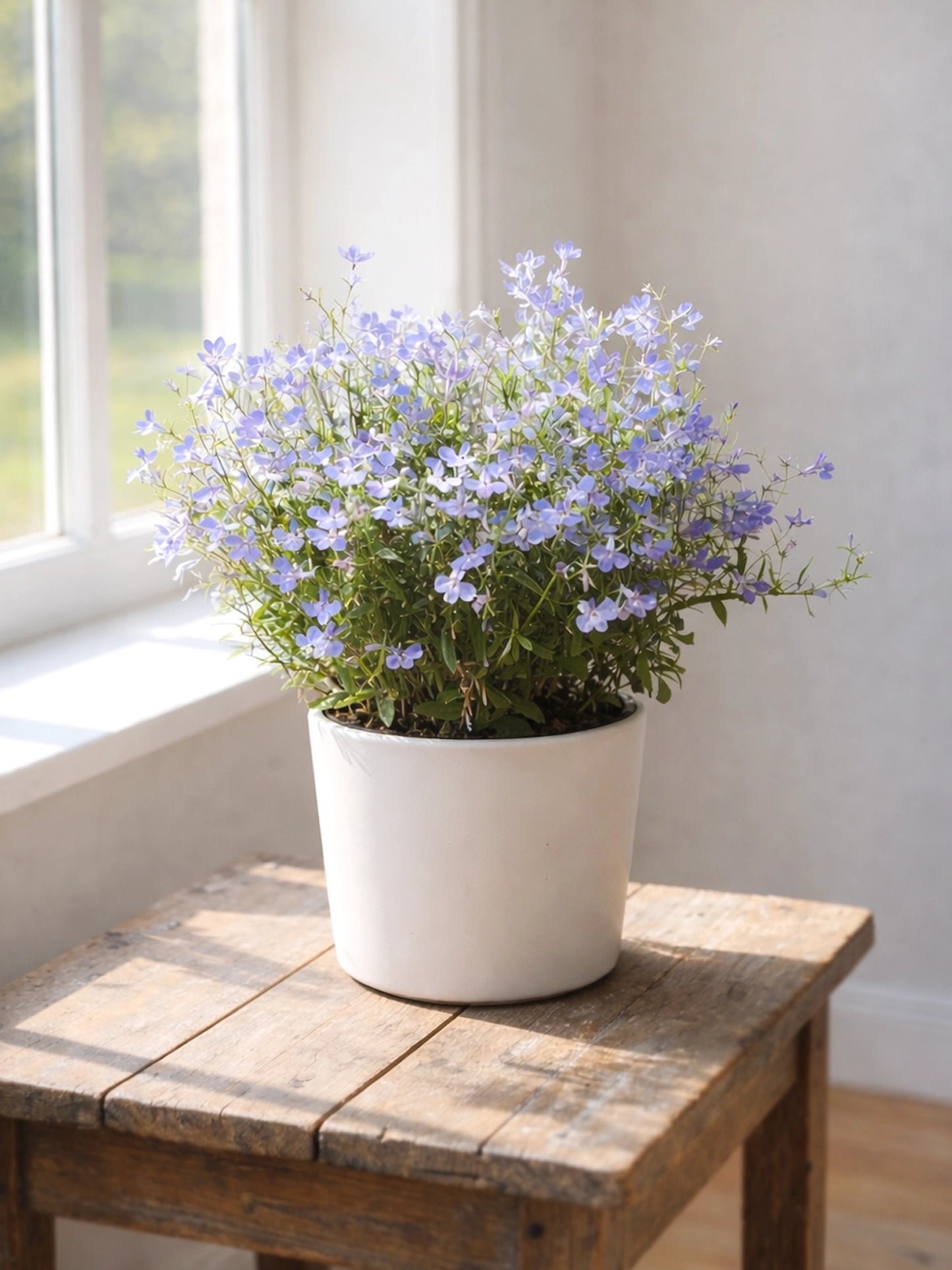 Lobelia Erinus | 半邊蓮