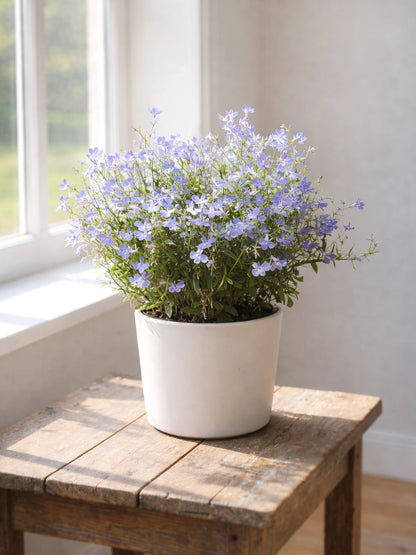 Lobelia Erinus | 半邊蓮