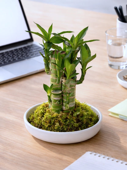 Lucky Bamboo Kokedama | 步步高苔蘚球
