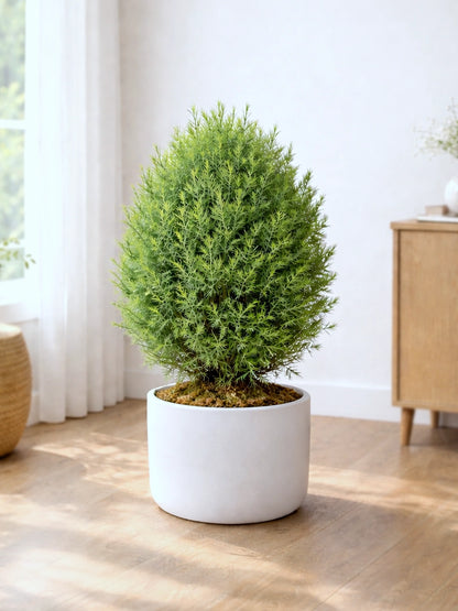 Ming Aralia | 霧松