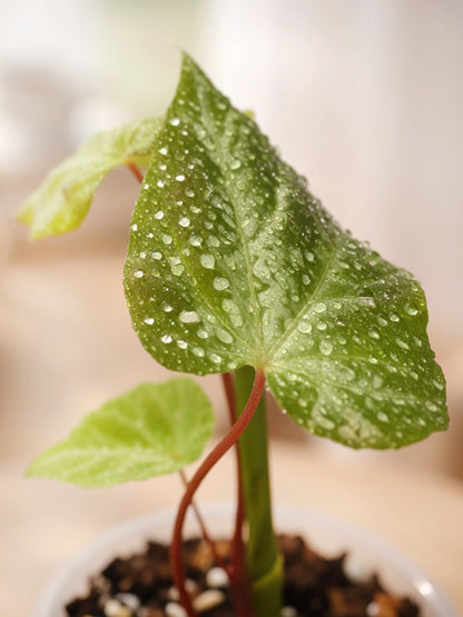 Mini Begonia｜迷你秋海棠
