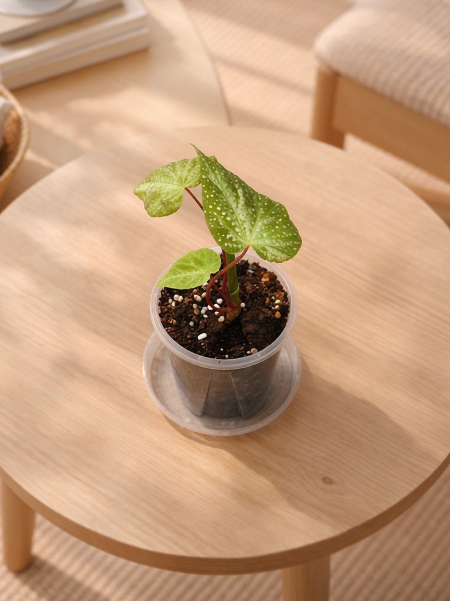 Mini Begonia｜迷你秋海棠