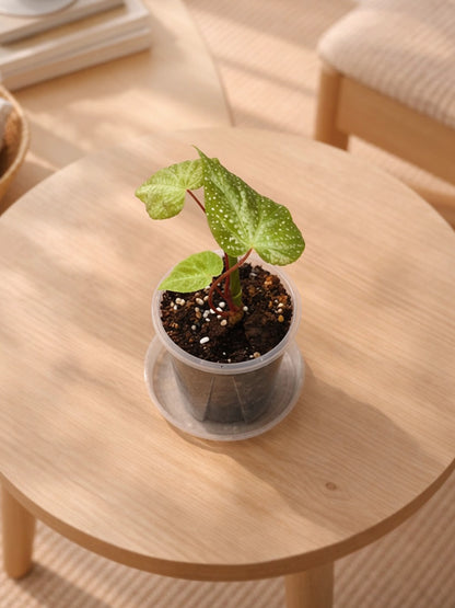 Mini Begonia｜迷你秋海棠