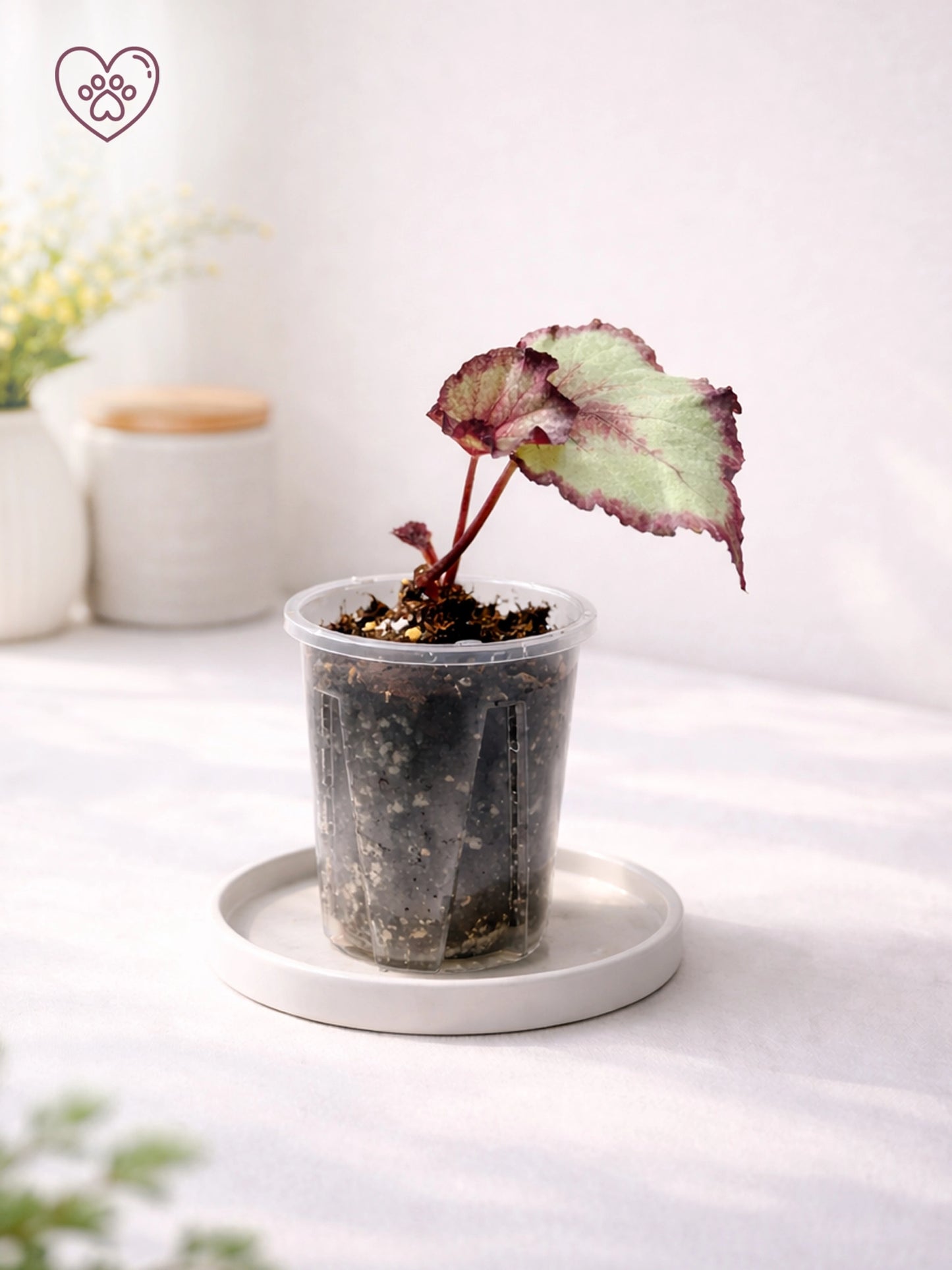 Mini Foliage Begonia｜迷你觀葉秋海棠