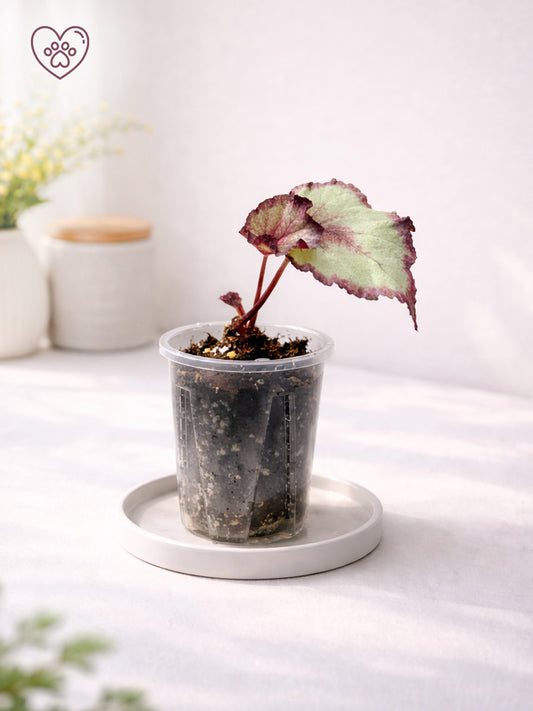 Mini Foliage Begonia｜迷你觀葉秋海棠
