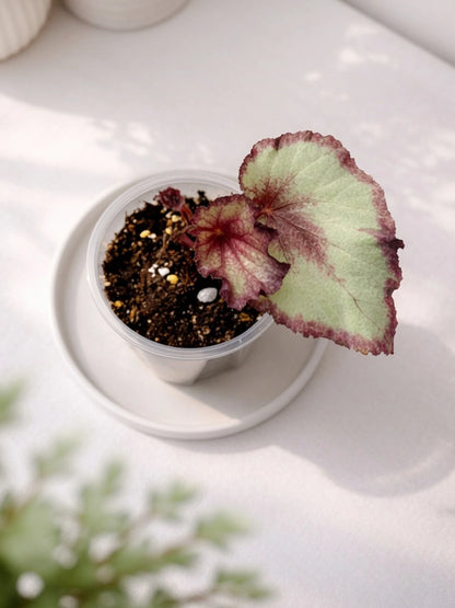 Mini Foliage Begonia｜迷你觀葉秋海棠