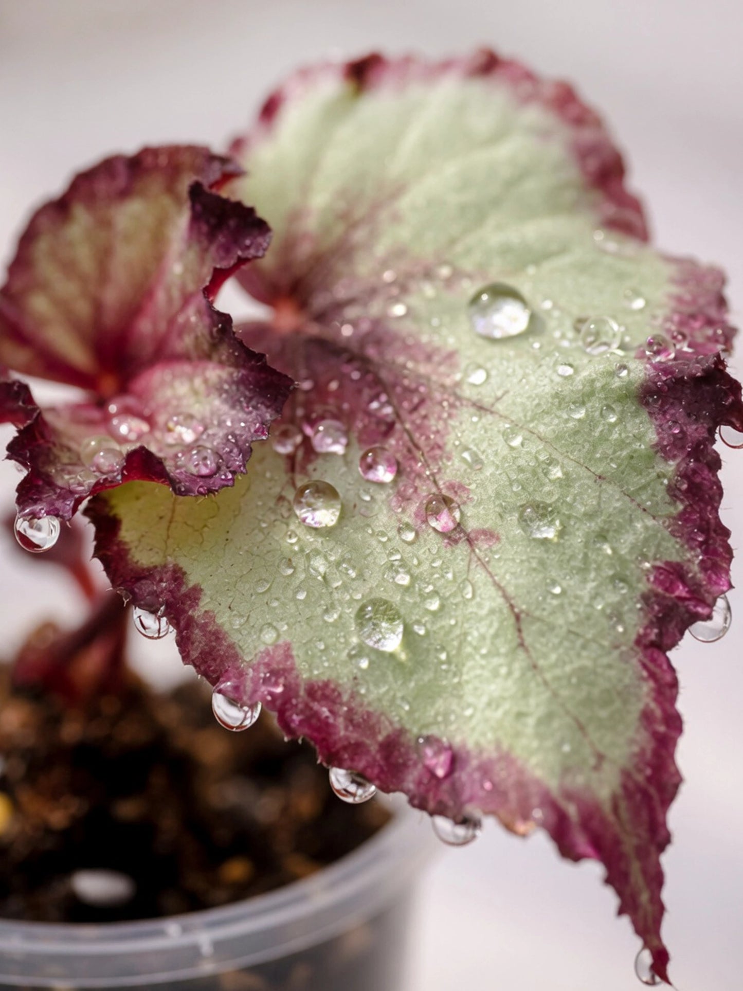 Mini Foliage Begonia｜迷你觀葉秋海棠