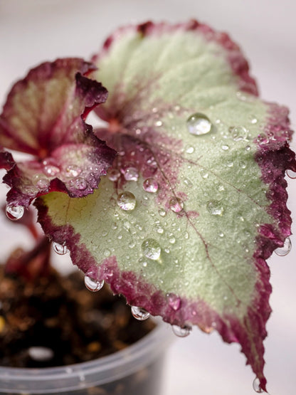 Mini Foliage Begonia｜迷你觀葉秋海棠
