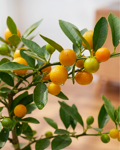 Mini Kamquat Tree｜迷你金豆樹