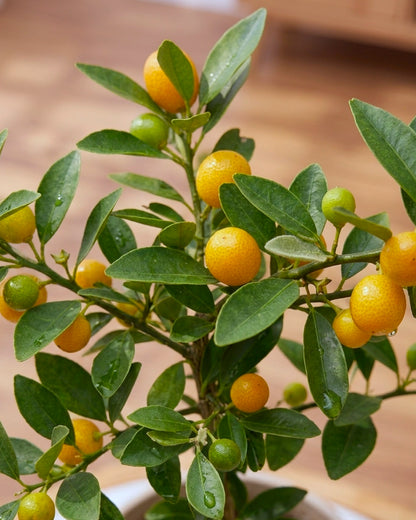 Mini Kamquat Tree｜迷你金豆樹