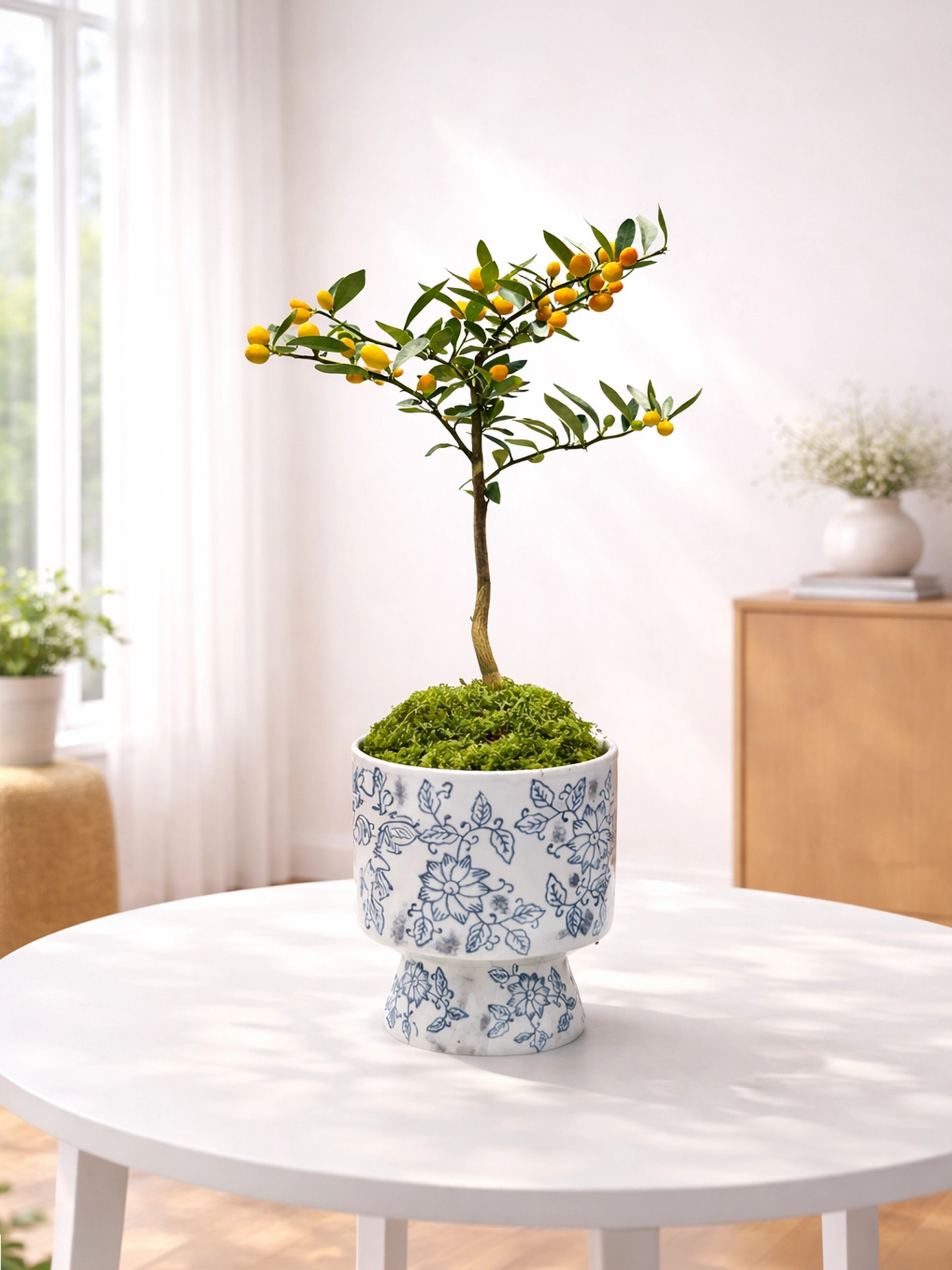 Mini Kamquat Tree｜迷你金豆樹