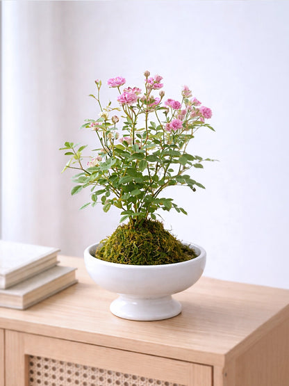 Miniature Rose Kokedama | 姬月季苔蘚球