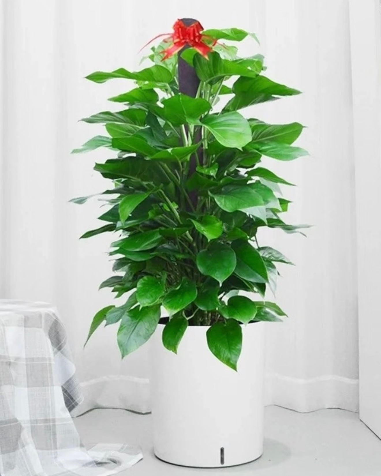 Devil's Ivy | 綠蘿