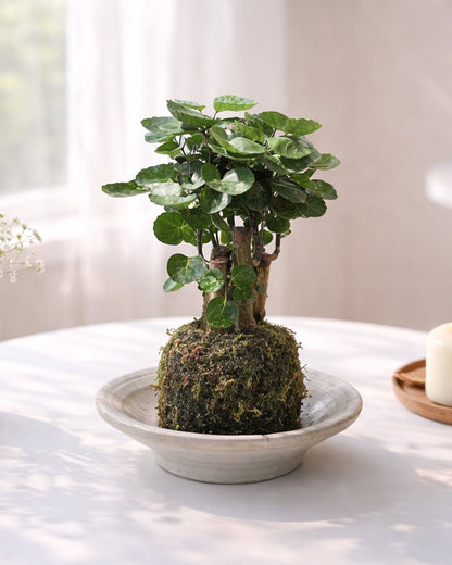 Money Plant Kokedama | 錢兜苔蘚球