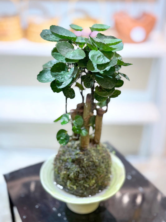 Money Plant Kokedama | 錢兜苔蘚球