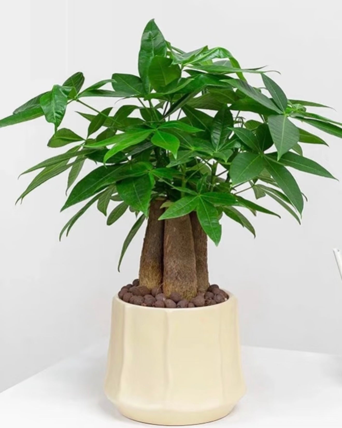 Money Tree | 發財樹