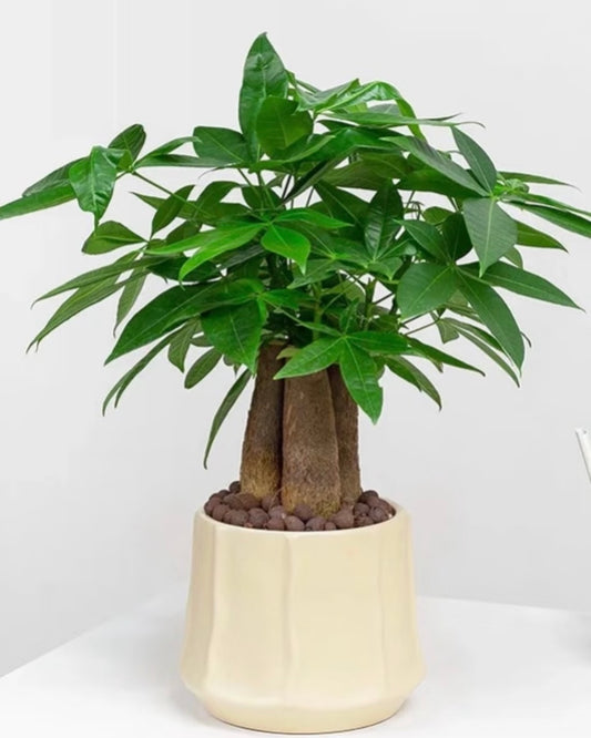 Money Tree | 發財樹