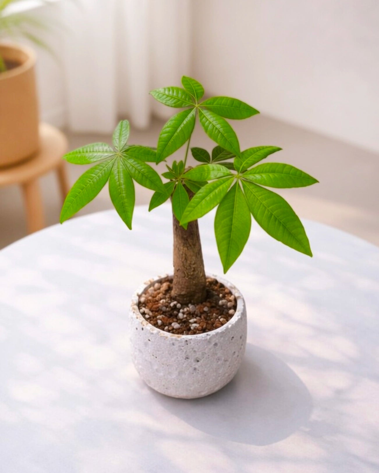 Money Tree｜發財樹
