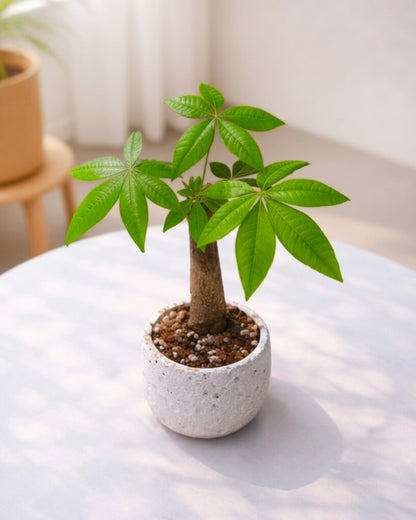Money Tree｜發財樹
