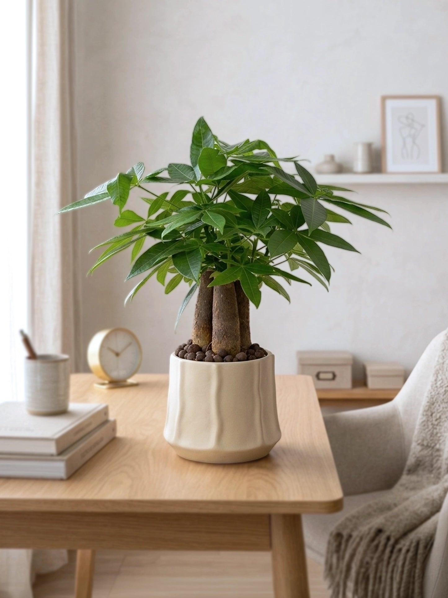 Money Tree | 三頭發財樹