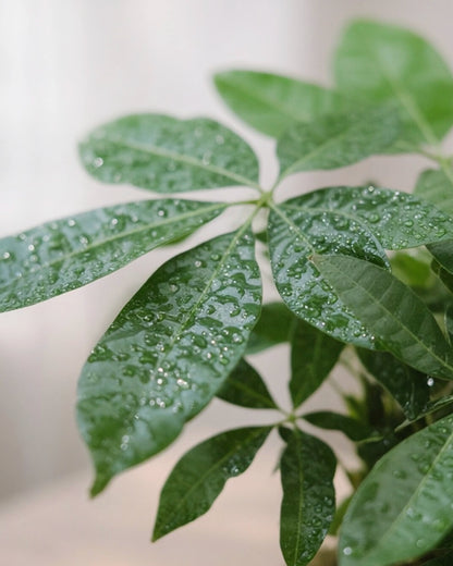 Money Tree Kokedama｜發財樹苔蘚球