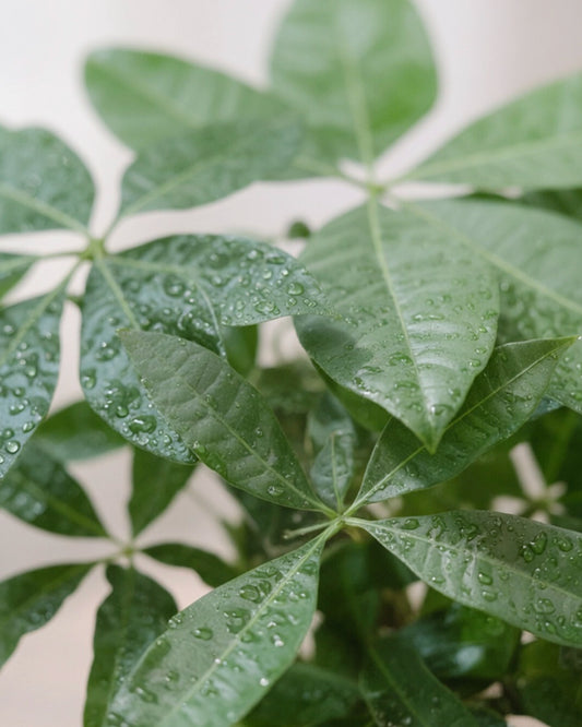 發財樹苔蘚球 lush green leaves detail