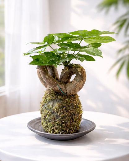 Money Tree Kokedama | 扭紋發財樹苔蘚球