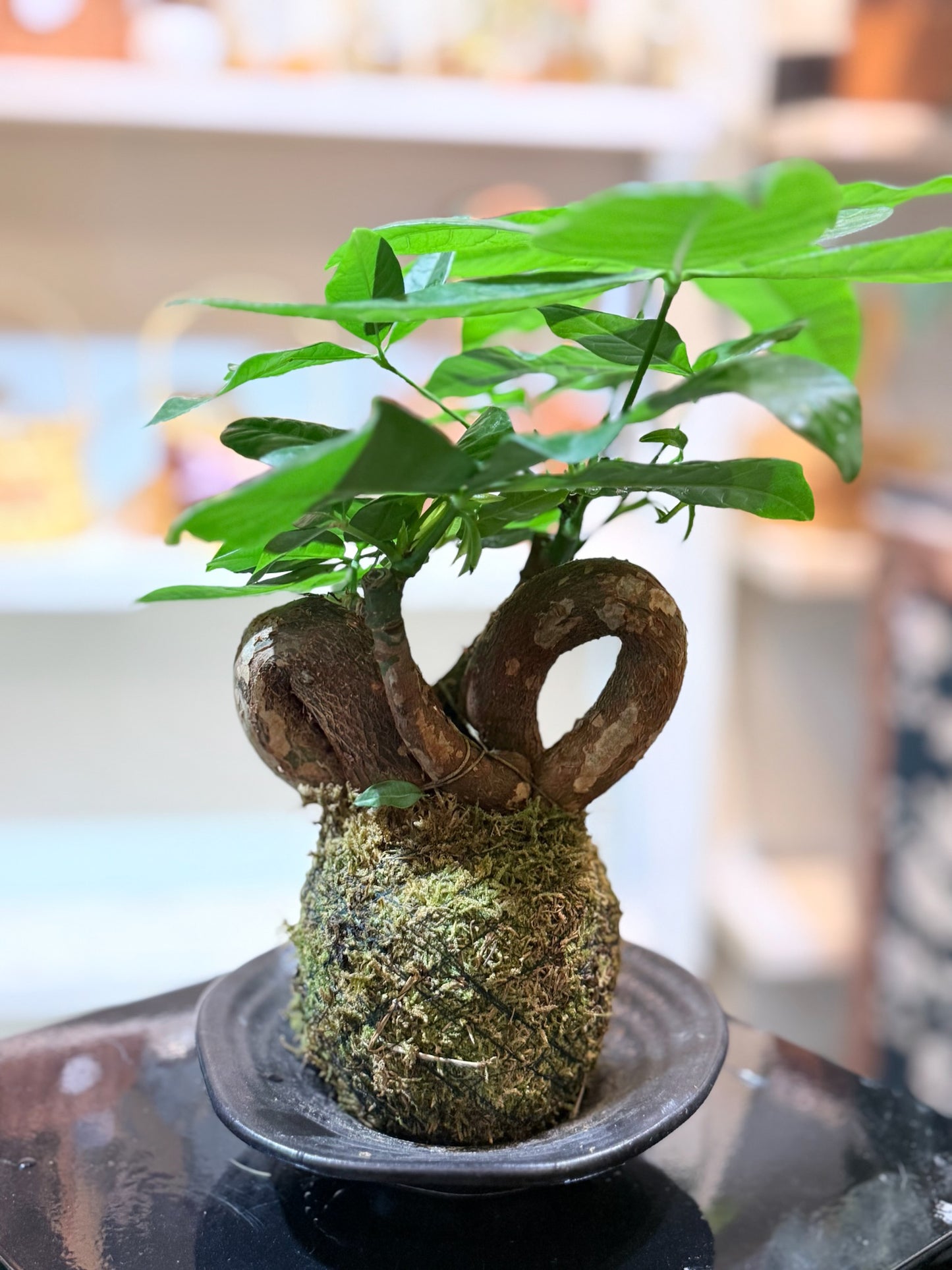 Money Tree Kokedama | 發財樹苔蘚球