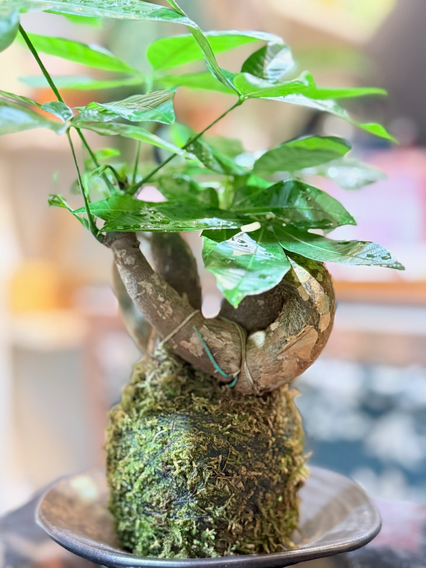 Money Tree Kokedama | 發財樹苔蘚球